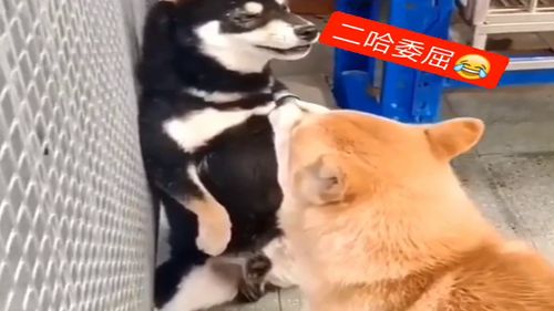 二哈和柴犬吵架,吵不过就秒怂,下一幕这求饶方式真逗