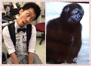 陈汉典搞笑模仿黑猩猩我就不能像人吗