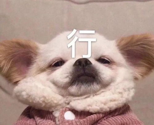 今日份沙雕表情包我确实馋他的身子
