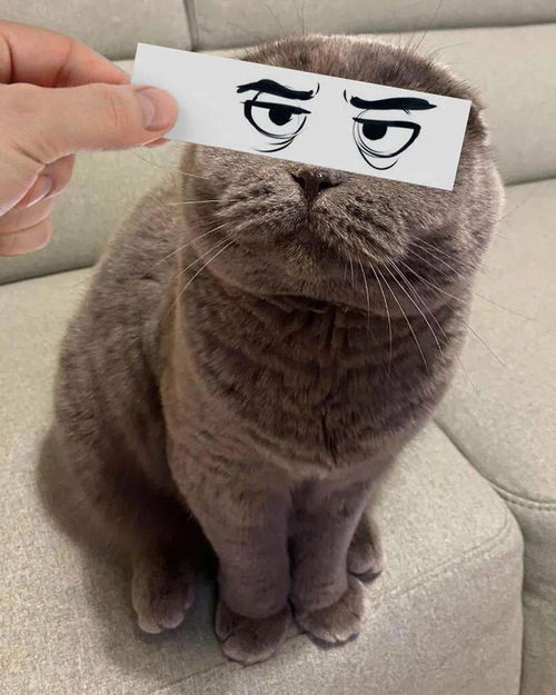 搞笑表情包一组猫咪