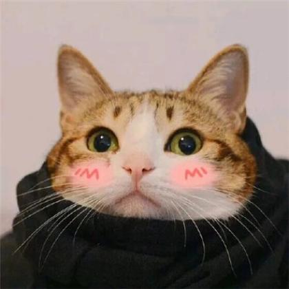 猫咪情侣头像不带人,今年最流量最火的萌猫情头
