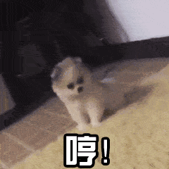 判断一只狗是否成熟,这几点至关重要