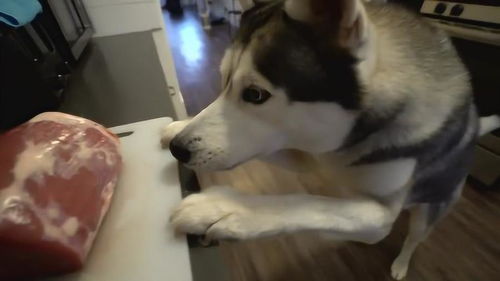 搞笑,哈士奇与5磅生牛肉牛排