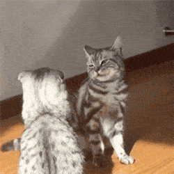 合集猫猫动态表情包