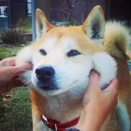 在表情包这场战争中,戏精柴犬完胜二哈