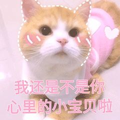 猫胖不是病,但胖起来会有猫病
