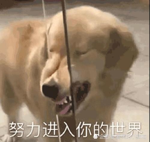 搞笑文案舔狗篇宝,昨天你把我删了,我看着红色的感叹号,陷入了沉思.