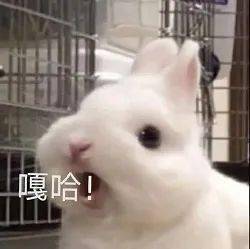 搞笑表情包我哭了我装的