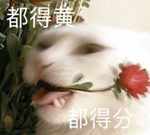 表情包图片大全热门可爱搞笑