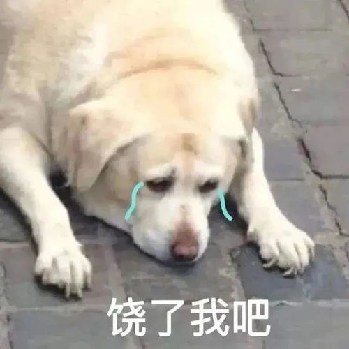我打工不要钱要什么hr好像有那个大病哈哈哈