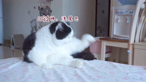 拍到了猫咪的后悔脸小表情太好笑了,闹起情绪像个人一样