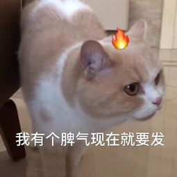 猫咪表情包合集我跟你讲,今天就必须带我吃火锅