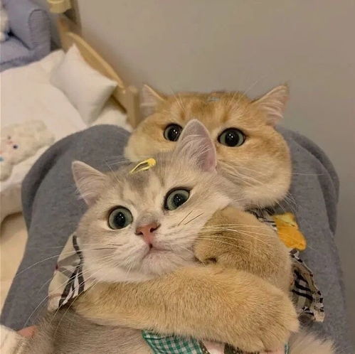 可爱猫咪情头总结了一些特别有幸福感的小事