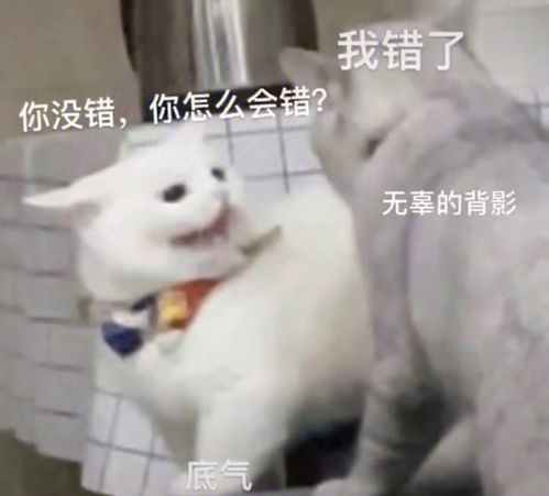 情侣猫猫吵架表情包
