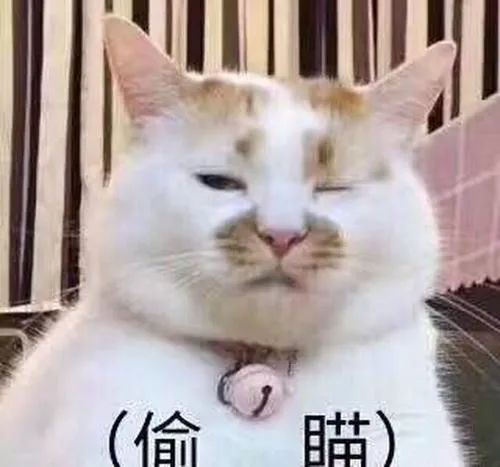 猫咪表情包,好可爱,我心都要化了