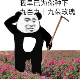 我早已为你种下999朵玫瑰