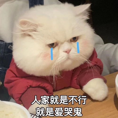 超可爱的猫咪表情包大全