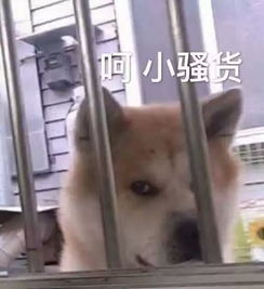 听说博格巴二娃和格子篮球打得都不错亨利今天教做人