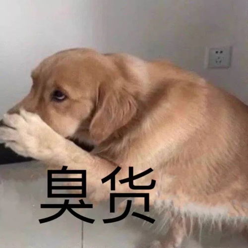 今日份的沙雕表情包
