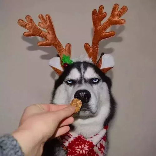12月圣诞节主题派对加场啦