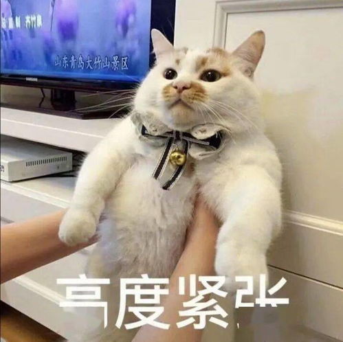沙雕表情没有困难的工作,只有勇敢的打工人