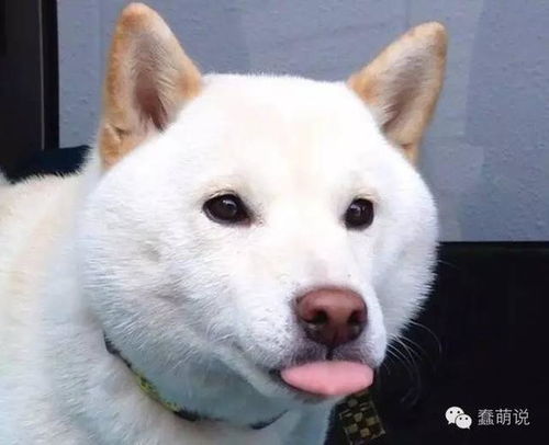 他们都是移动表情包论表情丰富,我只服汪星人