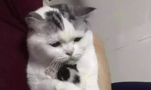 主人想看看小奶猫,母猫一脸拒绝的表情,网友笑喷了