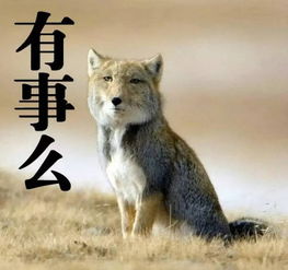 当代中国野生动物保护摄影第一人奚志农摄影展