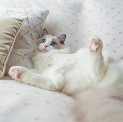 有哪些颜值高的猫