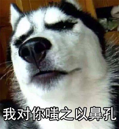 没看到这只柴犬之前,我以为哈士奇表情包是最多的