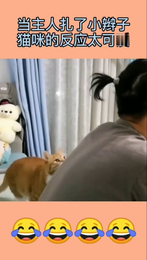 当主人扎了小辫子,猫咪竟是这种反应,莫非跟辫子有仇
