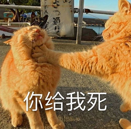 搞笑沙雕表情包戴墨镜,戴绿帽子,我还是不是你的小可爱