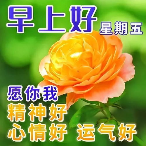 早安表情包搞笑图片早上好