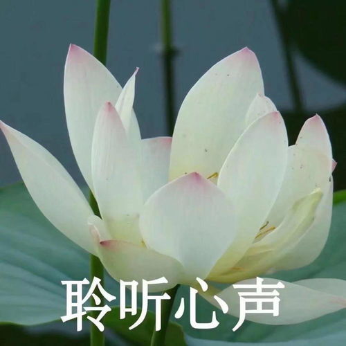 佛系高雅微信头像田