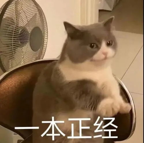 非常可爱又沙雕的朋友圈说说搞笑文案,总有一句你喜欢