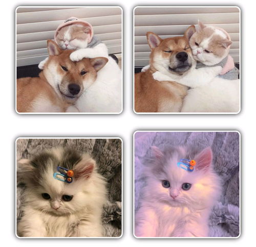 猫咪情侣头像可爱,动物情侣头像,狗狗情侣头像搞怪,狗狗情头,柴犬情头,柴犬可爱头像情侣,猫咪情侣头像可爱,猫猫的情侣头像,猫猫情侣头像无水印,猫咪情侣头像无水印
