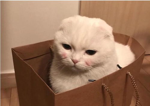 如何与猫咪正确的互动,猫咪最喜欢哪几种互动方式,应该正确撸猫