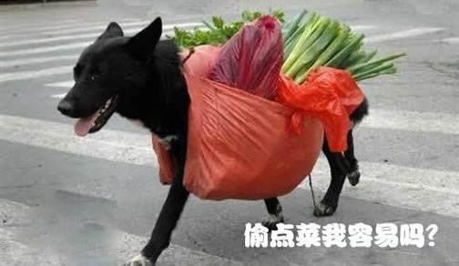 搞笑表情真人偷菜