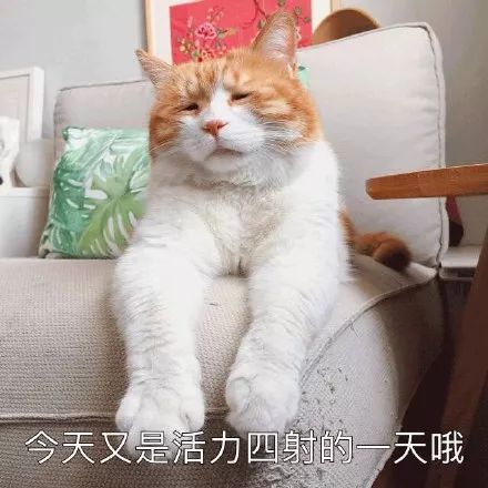 搞笑一组很丧的喵表情包,今天又是活力四射的一天哦