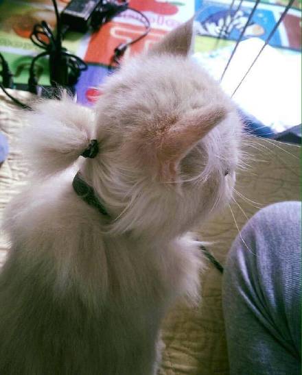 猫猫今天扎了两个辫辫你们知道吗猫猫这些行为都是在报恩不要在误解猫猫了