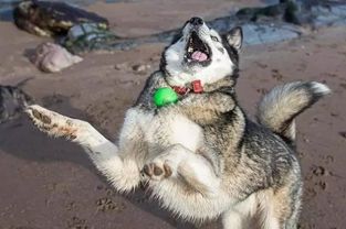 如果让哈士奇当警犬