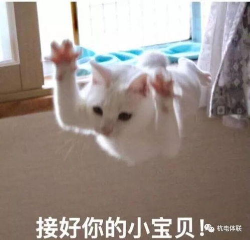 双十一约跑万众瞩目的报名方式出炉,线上线下任君选择