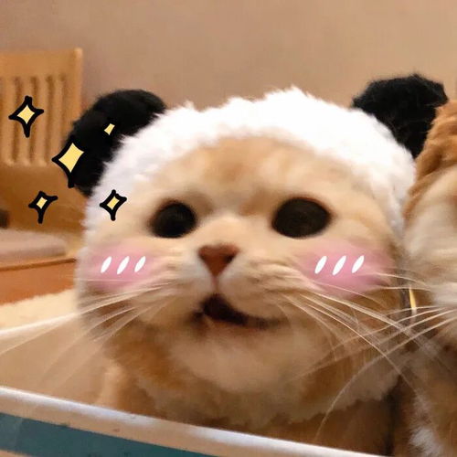 头像君超级无敌可爱的猫咪cp情头
