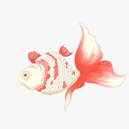 手绘漂亮的金鱼插画图片素材其他格式下载动漫人物大全