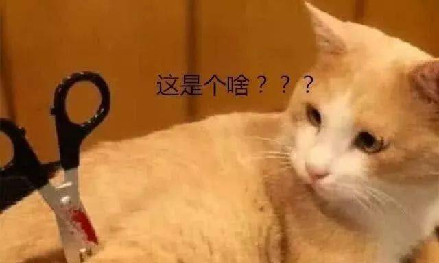 橘猫身上插一把剪刀,女孩当场心痛,仔细观察后,男友阵亡