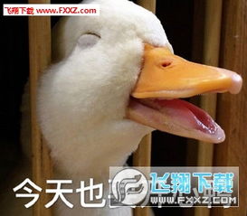 今天也要努力的吸鸭鸭表情包下载飞翔下载