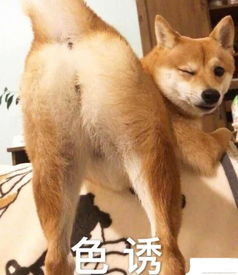 爆笑段子老公,你看我是不是很像貂蝉