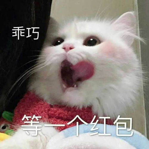 可爱的猫猫表情包情侣聊天必备