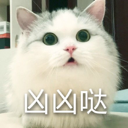 超级搞笑的表情包图片猫咪