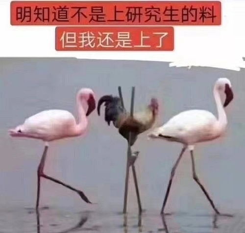 考研上岸了你们都怎么发朋友圈呀